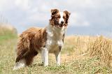BORDER COLLIE 675